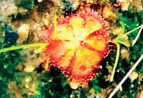 Botanists find 384 plant species in Kasu Brahmananda Reddy park, yet not thrilled