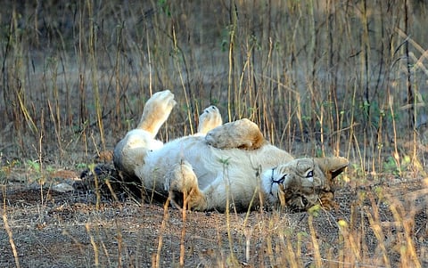 A young member of the endangered Asiatic Lions family rests after a kill in the Gir Forest National Park and Wildlife Sanctuary (File | AFP)