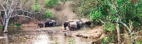 Elephants found frolicking in a waterhole in the Bannerghatta corridor