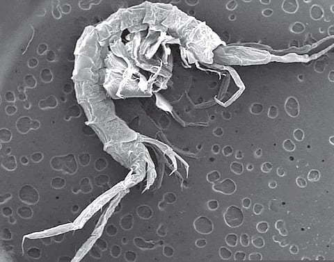 New species of Victoriopisa  (Crustacea: Amphipoda: Eriopisidae) found in Vembanad backwaters
