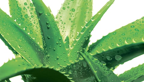 Tips for the lazy gardener