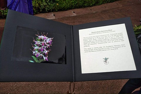 The orchid, located within the Singapore Botanic Gardens, was named Dendrobrium Narendra Modi to mark Prime Minister's visit. | PMO India/Twitter