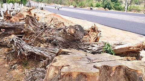 Around 11,000 trees would be cut just in Sarojni Nagar (File | EPS)