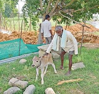 A resident with his cattle  | Pushkar V
