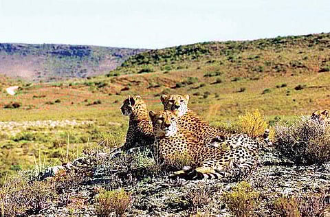 The Call of the Wild