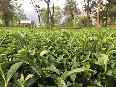 Tea Gardens of Kangra ( Photo Twitter @teaboardofindia )
