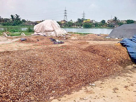 Shrimp shell waste stocked at Sukhuakhala in Paradip | Express