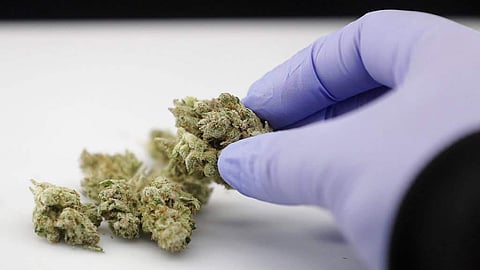 DRI seizes Rs 15 crore worth of marijuana at Ahmedabad airport