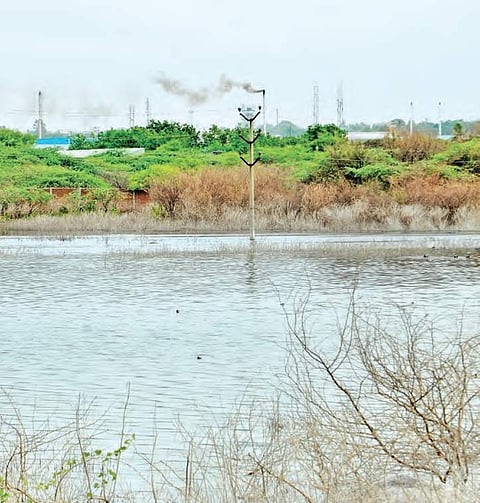 Bushes grow along the banks of this polluted lake inside the Agro-Biodiversity Park in PJTSAU in Hyderabad | Sridhar Rao Dilli