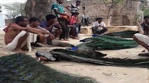 Indian Veterinary Research Institute released a test report on Friday showing the presence of the virus in the infected birds.