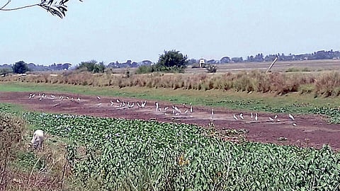 Dried Marsaghai- Jamboo canal in Kendrapara district | EXPRESS