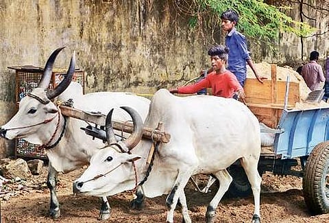 A graduate with his bullock cart | M K Ashok Kumar
