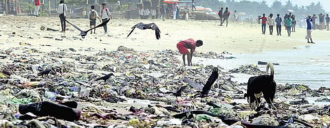 Of a polluted coastline searching for solutions