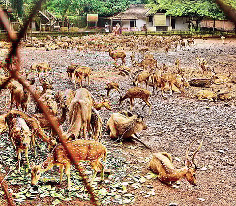 The deer park in Tripunithura Hill Palace in Kochi | Albin Mathew