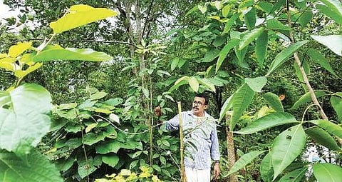 M R Hari in the ‘forest’ created by him at Puliyarakonam