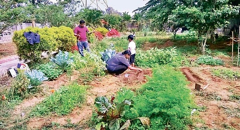 View of a community organic farm off Bannerghatta Road, under the leadership of Laxminarayan Srinivasaiah