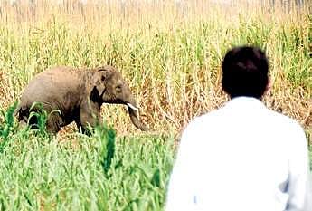 Problems mounting for Western Ghats