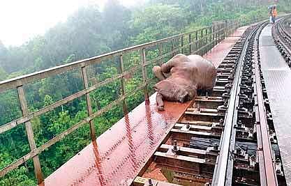 One of the elephant calves killed at Yedakumeri in Shiradi Ghats