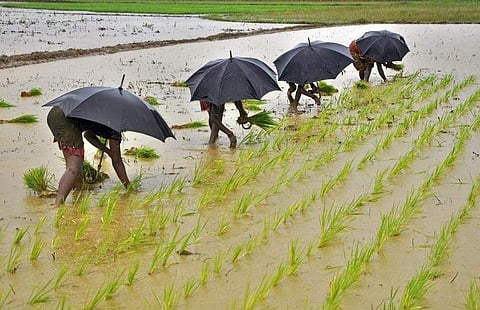 Labourers plant saplings in a paddy field on the outskirts of the eastern Indian city of Bhubaneswar. | Reuters
