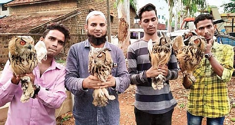 Belagavi forest department staff with the rescued owls on Wednesday | Express