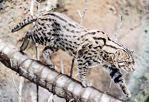 A fishing cat (Prionailurus viverrinus) spotted in the Coringa wildlife sanctuary near Kakinada | file photo