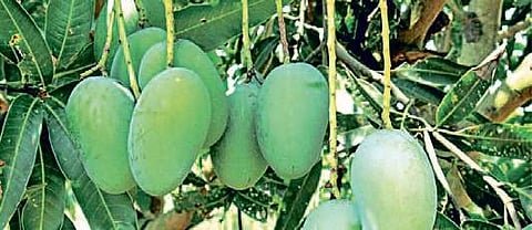 Arka Udaya, new delight for mango lovers of Odisha