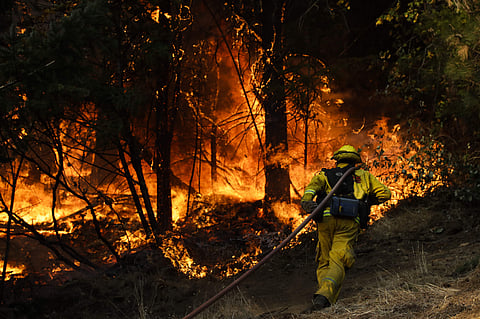 A firefighter carries a water hose to put out a fire burning along the Highway 29 near Calistoga, Calif. (Photo | AP)