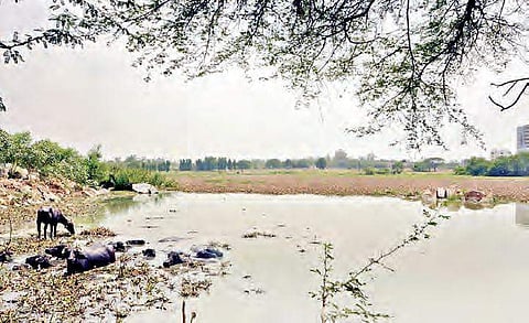 Water contaminated at Shivarampally lake | Sridhar Rao Dilli