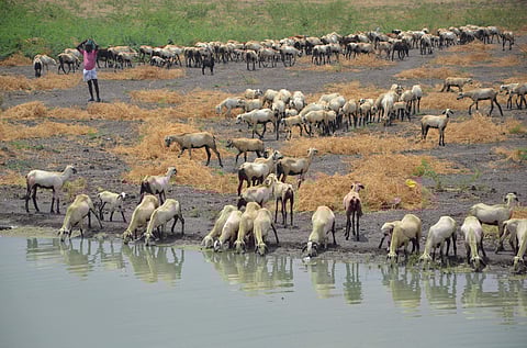 Image used for representational purpose only. (File photo | EPS)