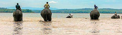 The Special ‘Tusk’ Force of Sakrebailu