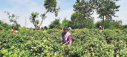 Irula women working in a jasmine field;
