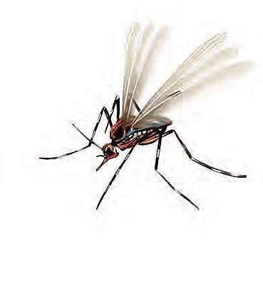 Rain triggers dengue, malaria in Krishna district of Andhra Pradesh