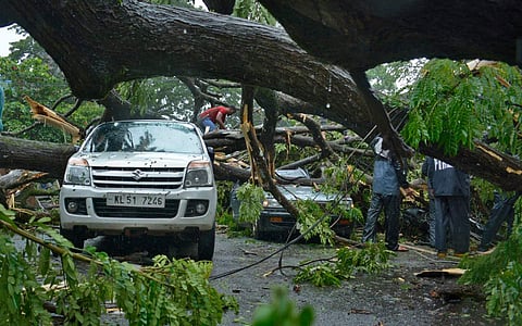Huge tree got uprooted in the heavy rain at Puthiyangadi in Kozhikode. ( Photo | EPS/Manu R Mavelil)