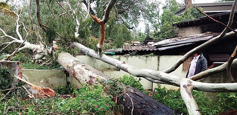 The mess building of the Marayur police station got damaged after a huge eucalyptus tree fell on it (R) Power connection was completely disrupted at Marayur after trees fell on electric posts in heavy wind. A