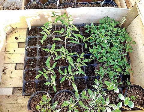 Practice seed saving for better yield