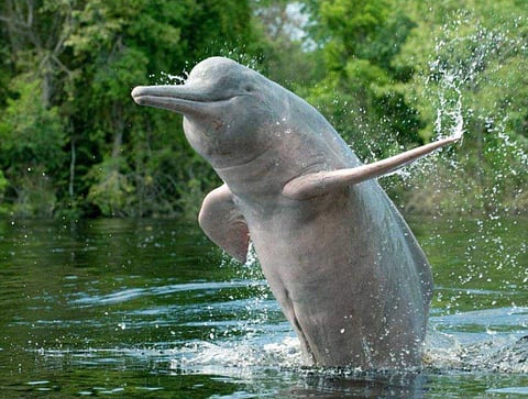 Vikramshila Gangetic Dolphin Sanctuary. (Photo | Twitter @incredibleindia)