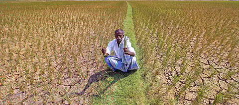 A farmer in Maharashtra holding dried crops because of shortage in water. (EPS File | K K Sundar)