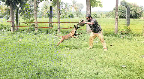 Breed that helped nab Osama to Join state Police