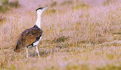Great Indian Bustard is on the brink of extinction  | Express