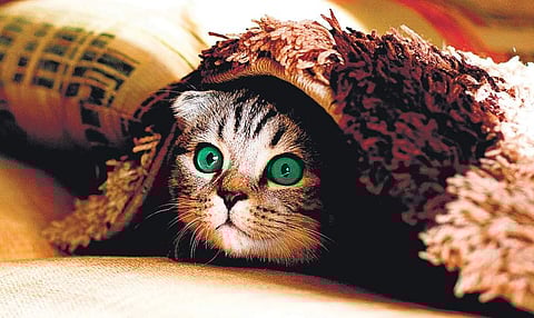 My cat sucks on a blanket