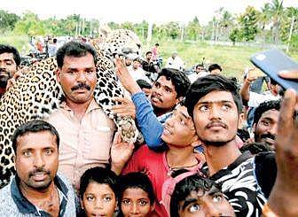 A year-old leopard found dead near Mysuru on Wednesday | Express