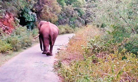 The tusker blocking the Poonachi-MM Hills Road