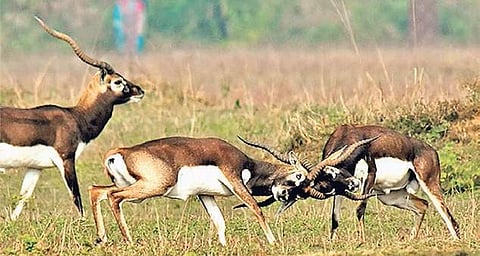Wildlife Institute of India help sought for fast breeding blackbucks in Ganjam