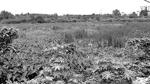 Unwanted vegetation covers the Government fish farm at Kamlibazar | Express
