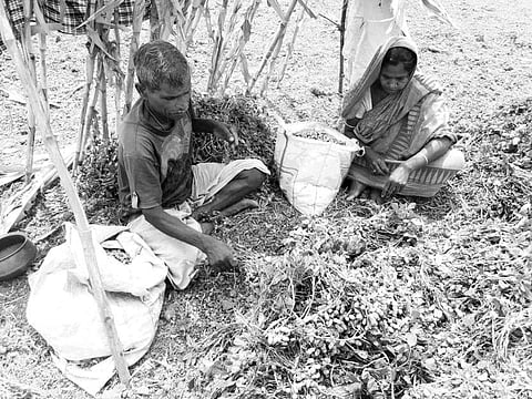 A farmer couple harvesting groundnuts at a village in Dhenkanal | Express