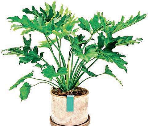 Tips for the ‘shady’ gardener 