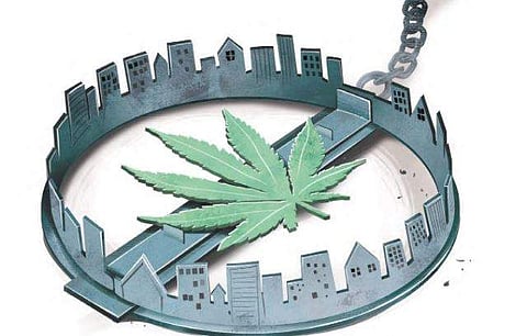 Ganja trade illustration. (File Photo)