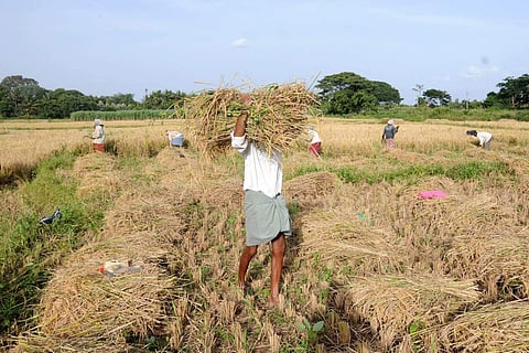 -A farmer busy harvesting the crop, even as the budget was being presented, in Mysuru district on Thursday, 05 July 2018. (EPS| Udayashankar S)