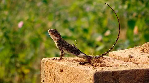 Seven per cent of Australia's reptiles 'risk extinction' 