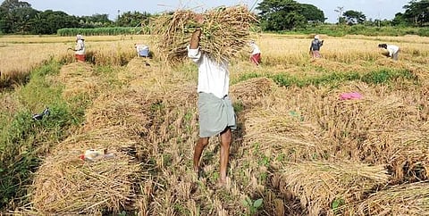Farmers harvesting their crop in Mysuru district on Thursday | Udayshankar S